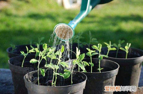 花浇水浇多蔫了怎么办 不浇水蔫,浇水烂,养花到底要怎么浇水呢?