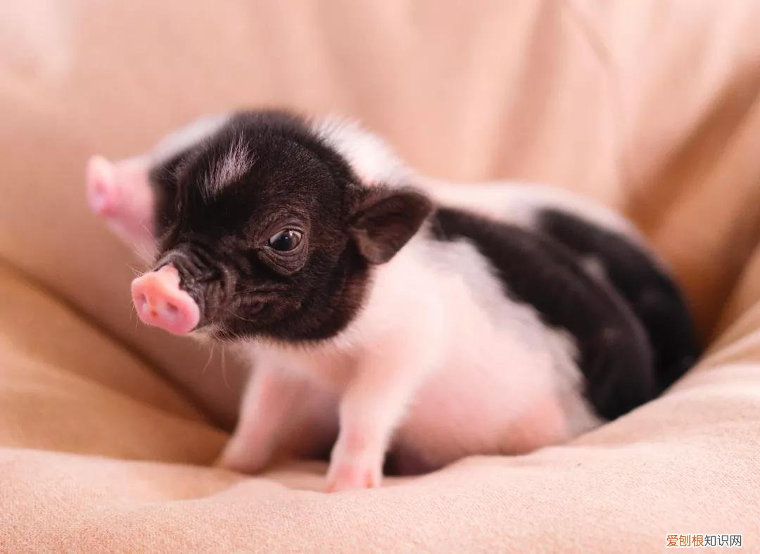 小香猪全是假的吗，正宗的小香猪是什么样的