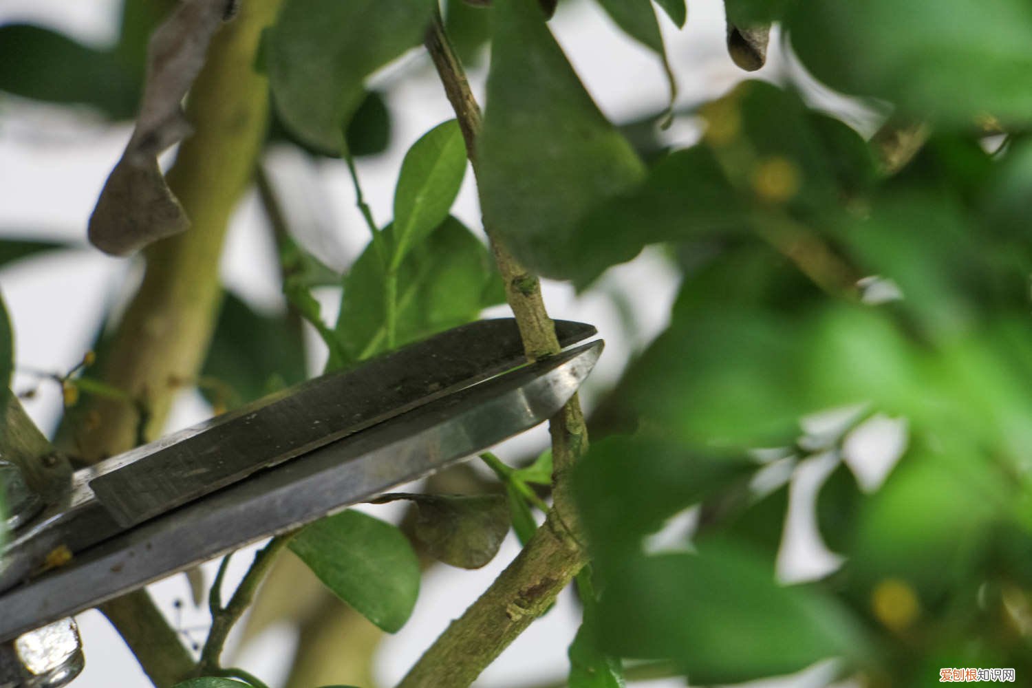 米兰花可以用水扦插吗 米兰扦插生根最快方法，米兰可以插水里生根吗