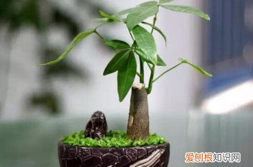 你知道,发财树应该怎样养吗? 刚买的发财树怎么养好呢？注意这几点才不容易养死！
