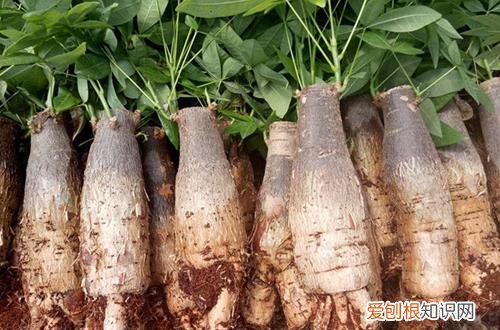 你知道,发财树应该怎样养吗? 刚买的发财树怎么养好呢？注意这几点才不容易养死！