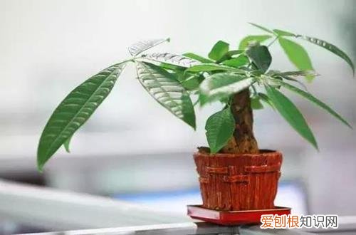 五叶发财树的养殖 无叶发财树怎么养殖?新手朋友看过来