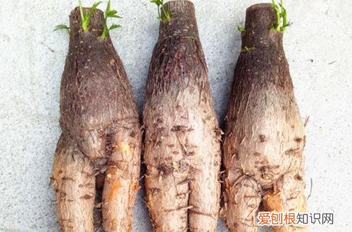 五叶发财树的养殖 无叶发财树怎么养殖?新手朋友看过来
