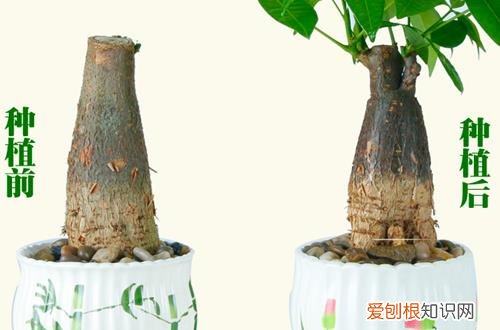五叶发财树的养殖 无叶发财树怎么养殖?新手朋友看过来