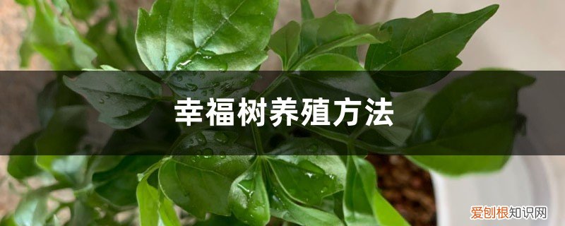 幸福树养殖方法,幸福树怎么养活的 幸福树养殖方法,幸福树怎么养活