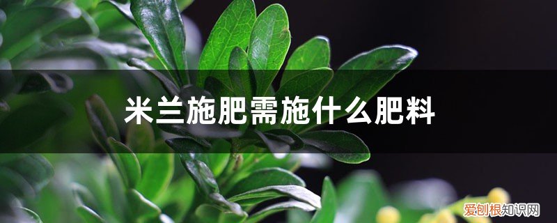 米兰应该施什么肥 米兰施肥需施什么肥料,米兰施肥方法
