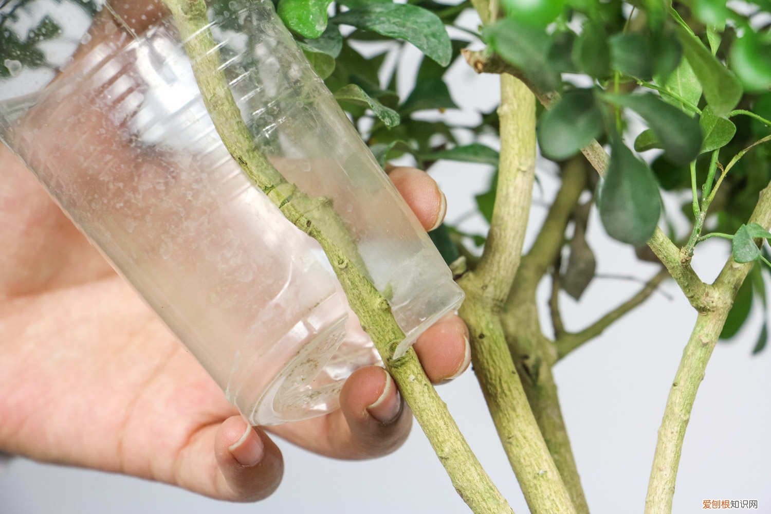 米兰花繁殖方法和注意事项 米兰繁殖方式，米兰如何繁殖