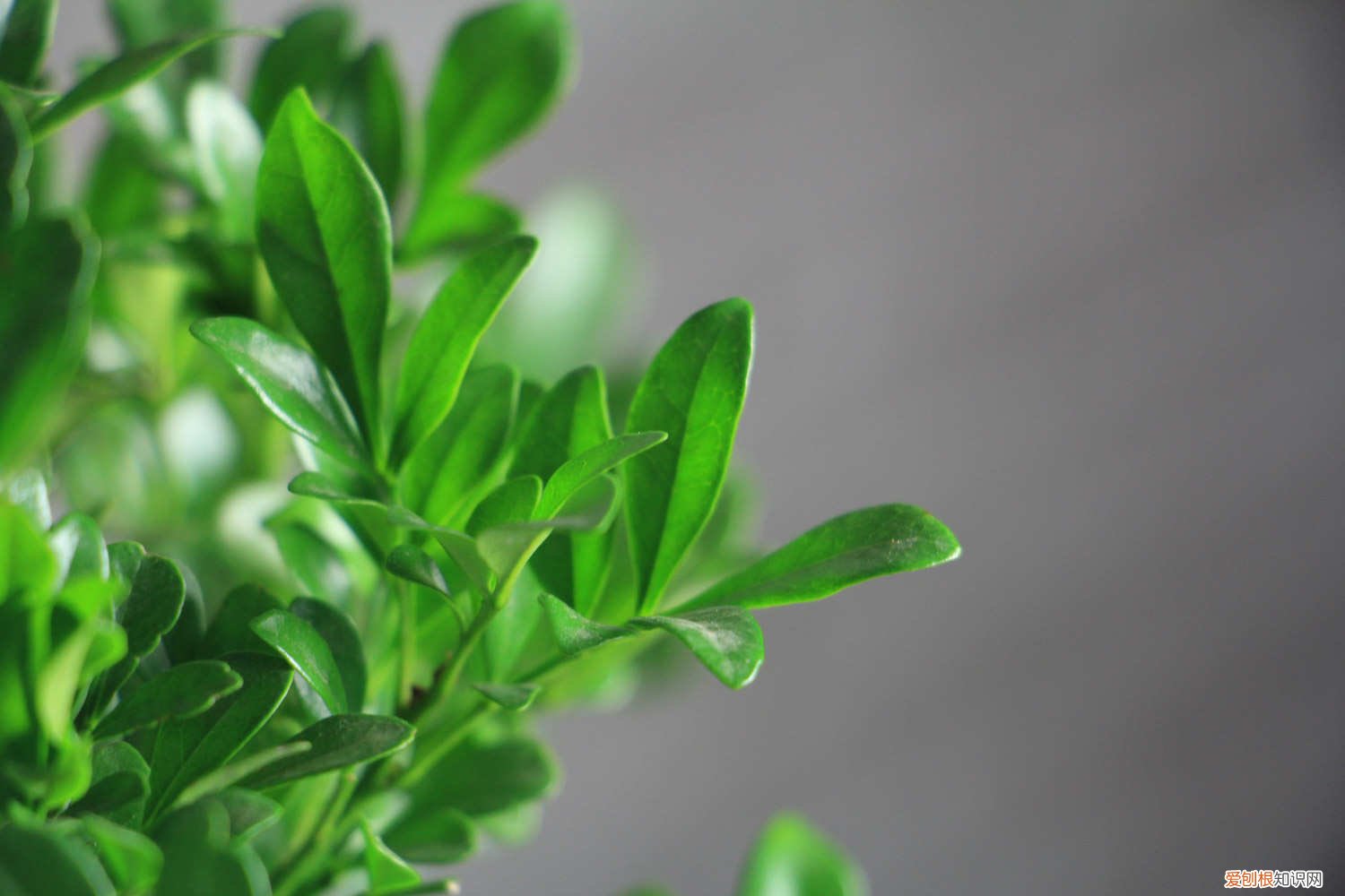 米兰什么时候开花,米兰不开花是什么原因 米兰什么时候开花，米兰不开花是什么原因