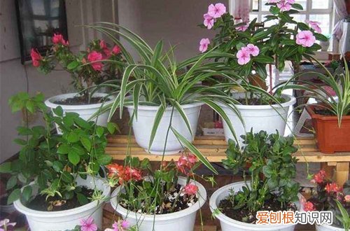 为什么冬天花移到室内会掉叶子 冬天花移到室内后掉叶子怎么办