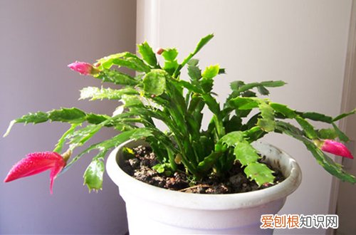 新扦插的蟹爪兰怎么养 刚扦插的蟹爪兰怎样养长的快