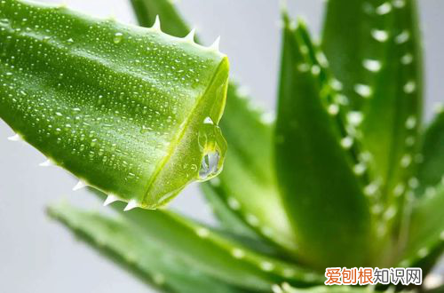 图 芦荟怎么过冬 有心人这样给芦荟过冬