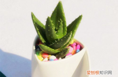 图 芦荟怎么过冬 有心人这样给芦荟过冬