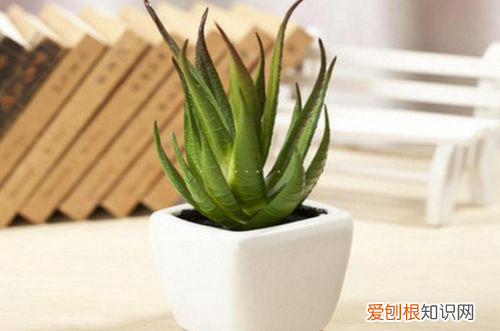 图 芦荟怎么过冬 有心人这样给芦荟过冬