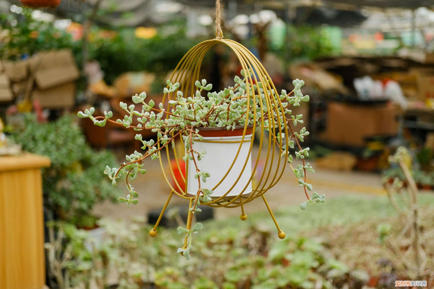 多肉播种土怎么配,种多肉的植料好吗 多肉播种土怎么配，种多肉的植料