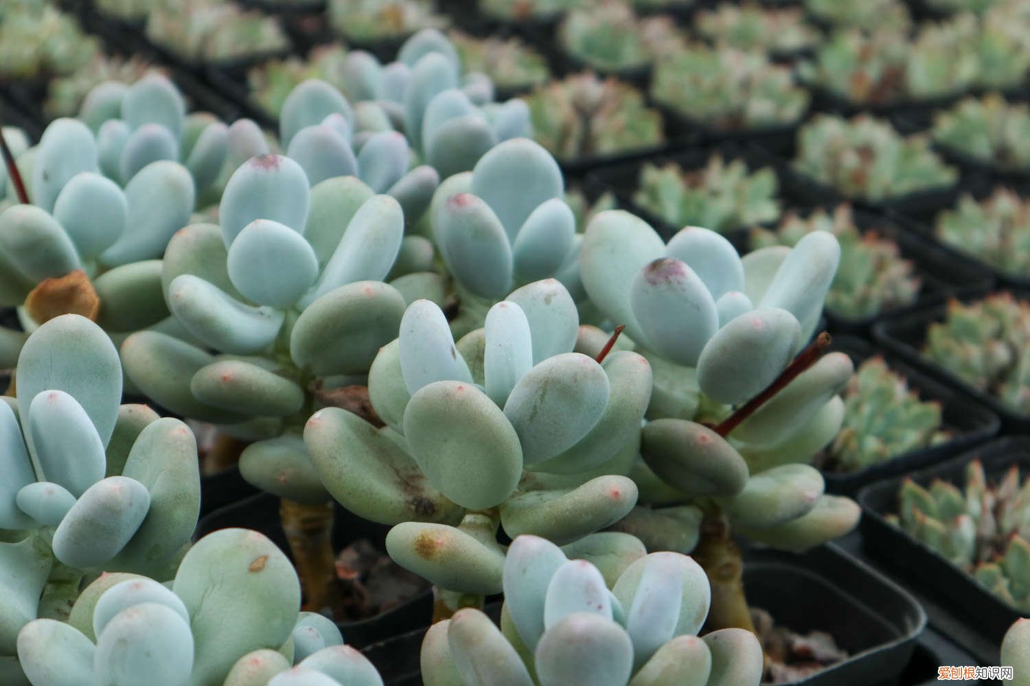 多肉怎样繁殖 多肉繁殖方法，多肉怎么繁殖