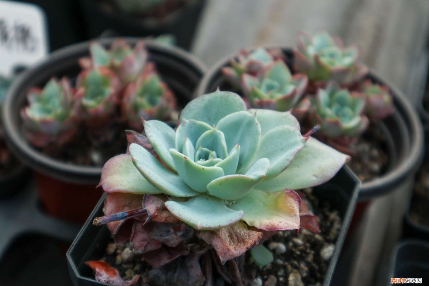 多肉喜欢碱性土壤吗 多肉喜欢酸性还是碱性土壤，白醋喷多肉