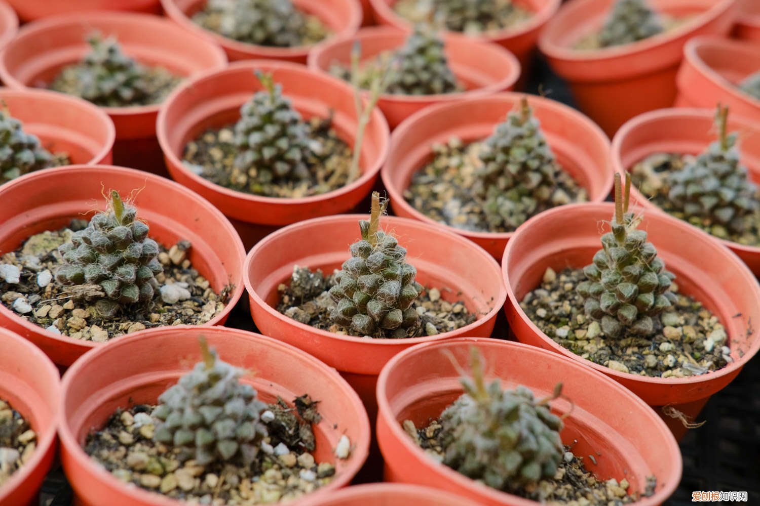 怎样才能把多肉养活 多肉要怎么养才能活，新手如何养多肉