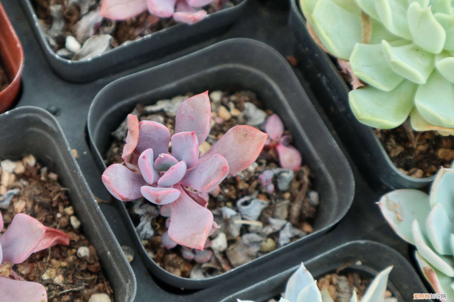 怎样才能把多肉养活 多肉要怎么养才能活，新手如何养多肉