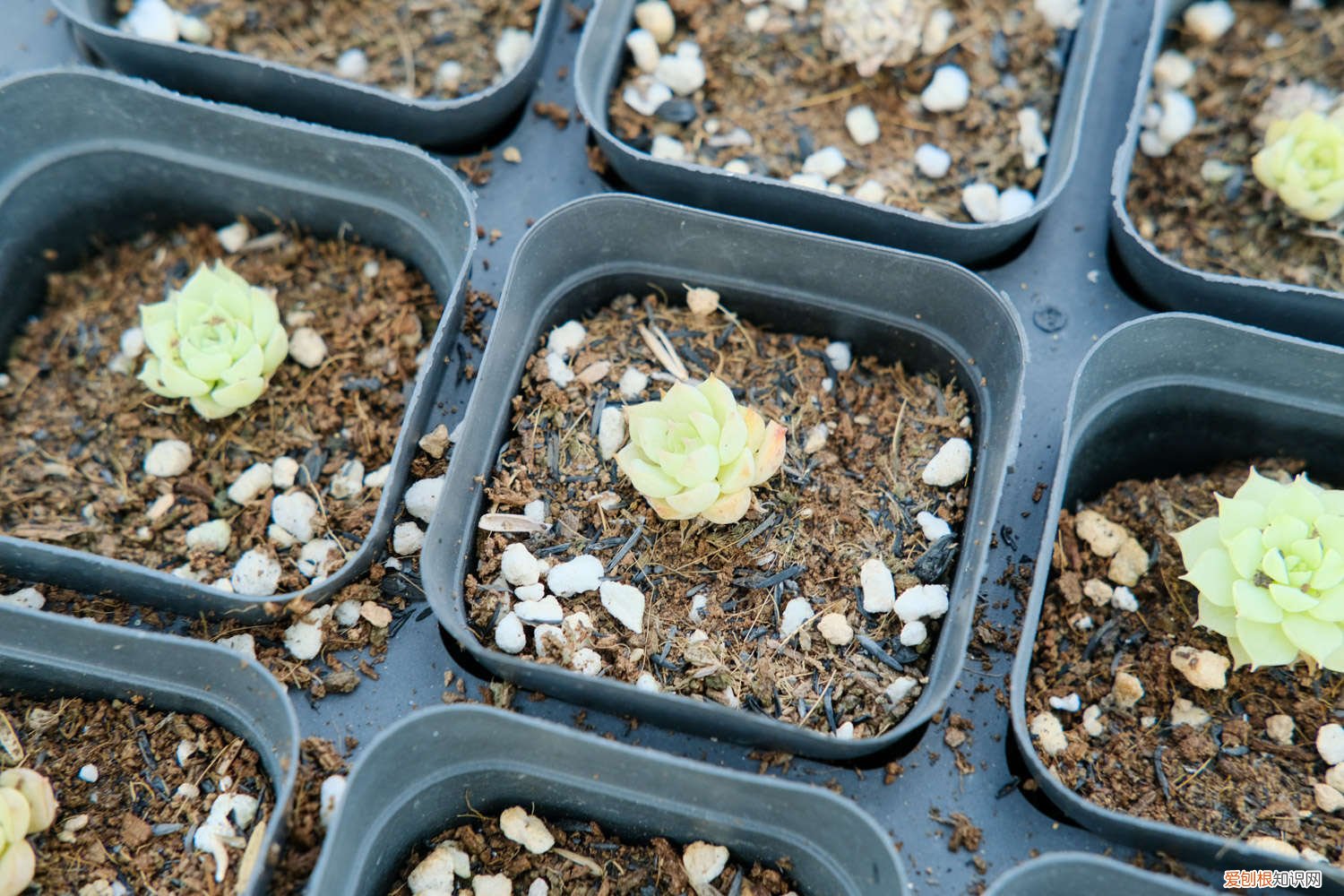 多肉在阳台怎么过冬 多肉如何过冬，多肉阳台怎么过冬