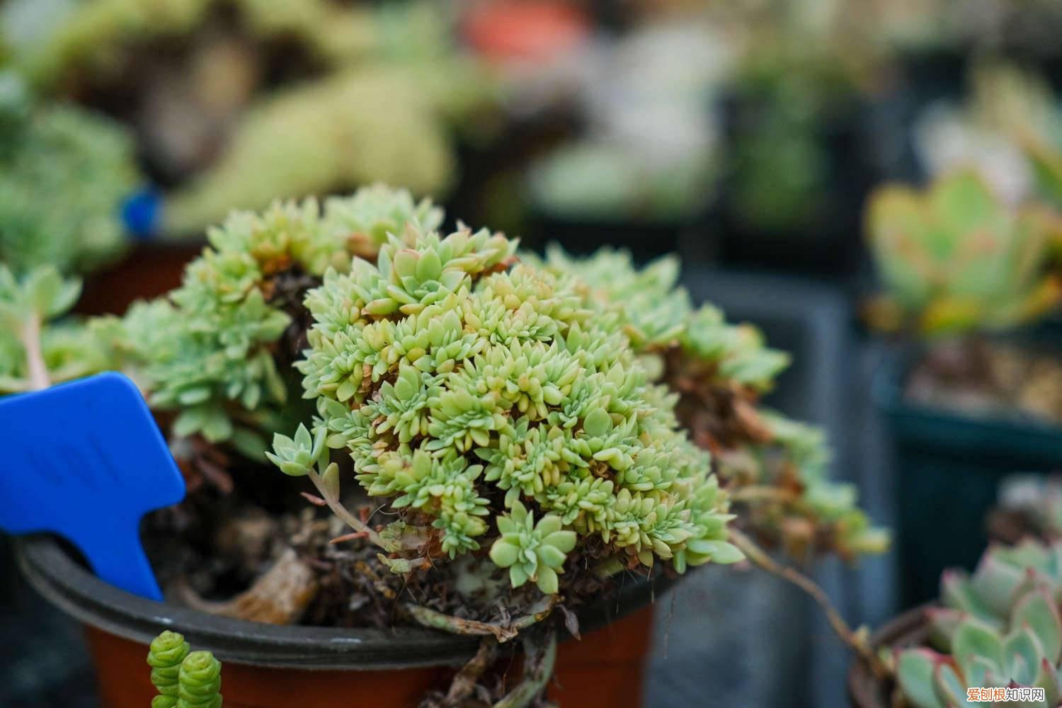 多肉水分不充足有哪些表现 多肉对水分的要求