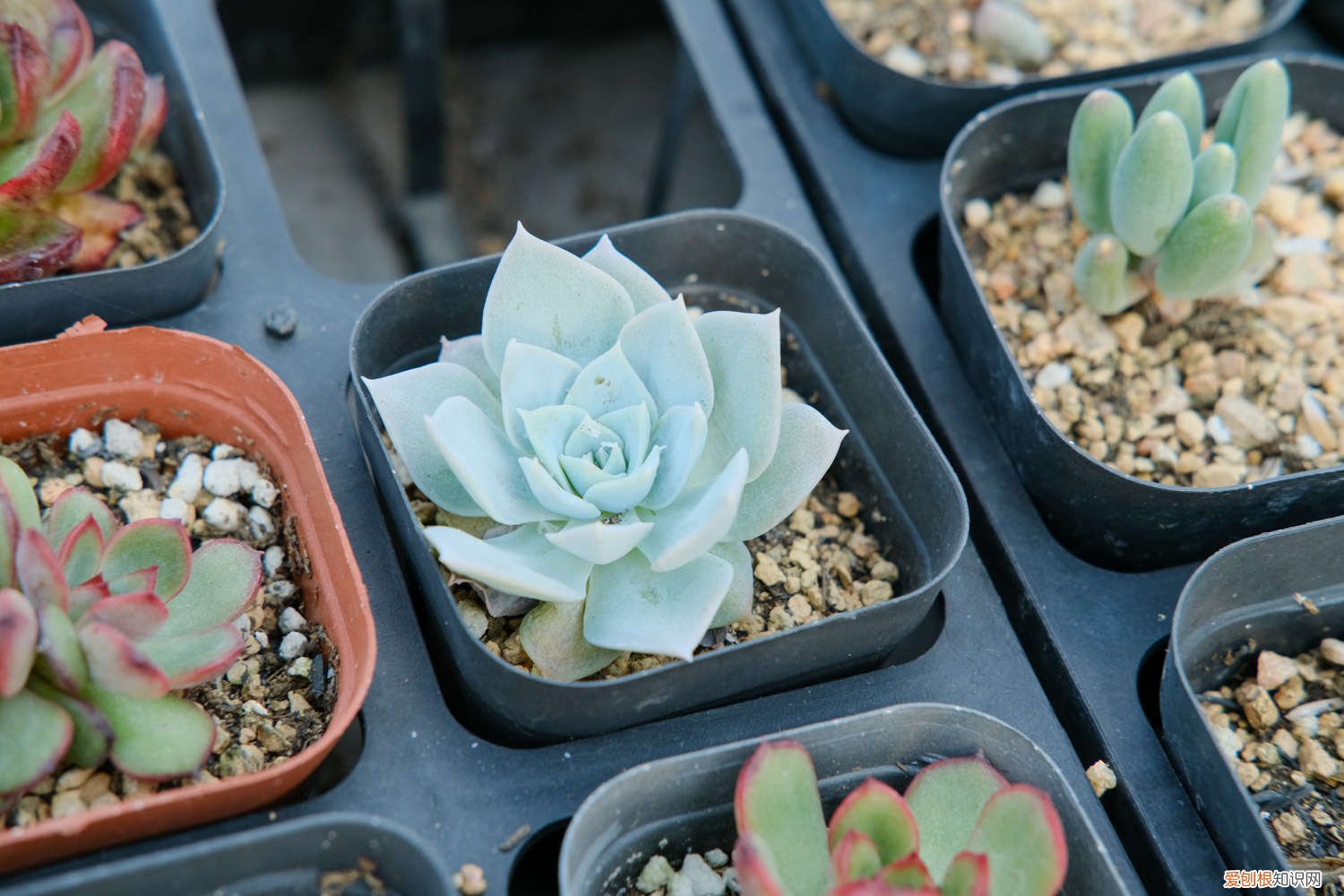 多肉水分不充足有哪些表现 多肉对水分的要求