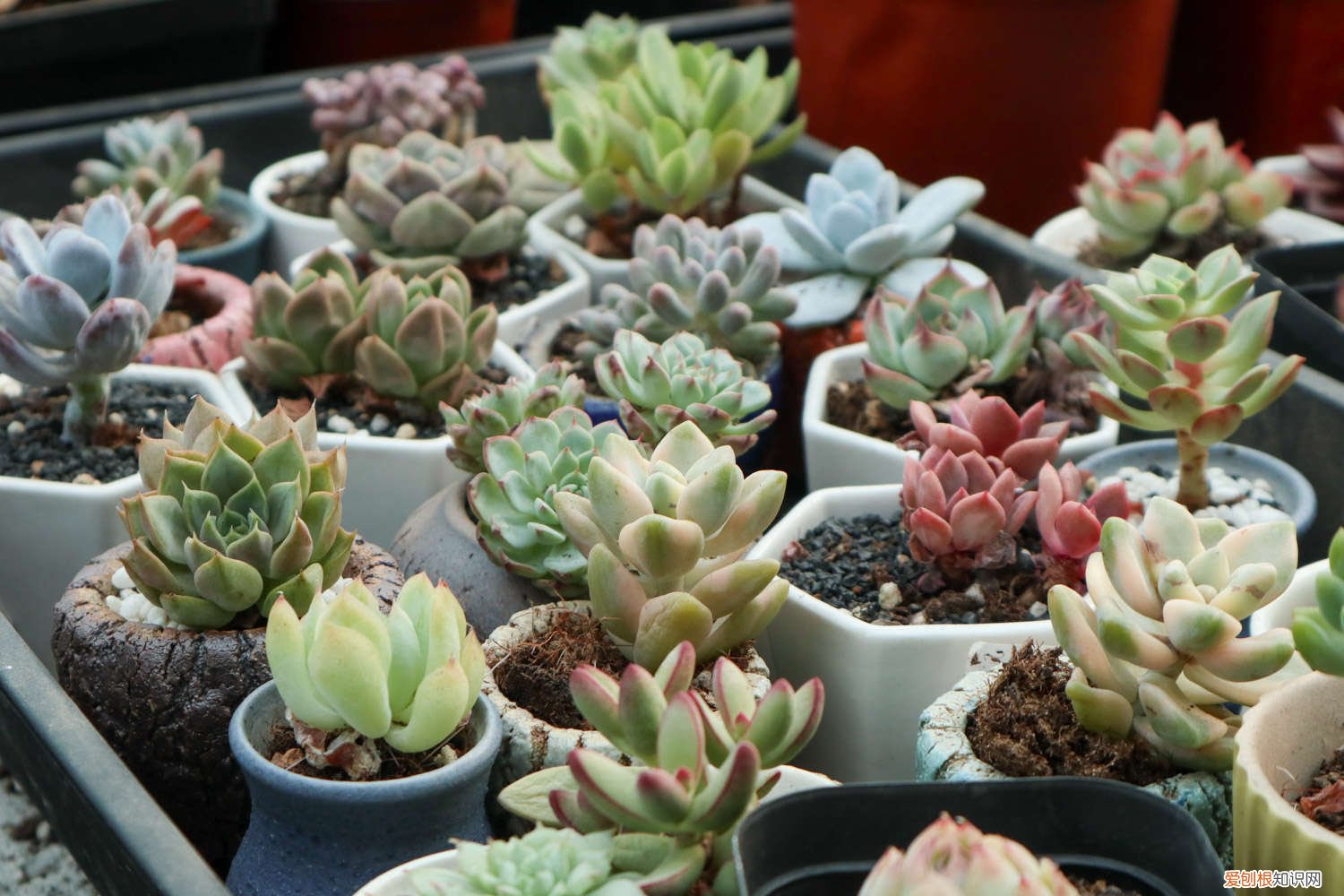 多肉水分不充足有哪些表现 多肉对水分的要求