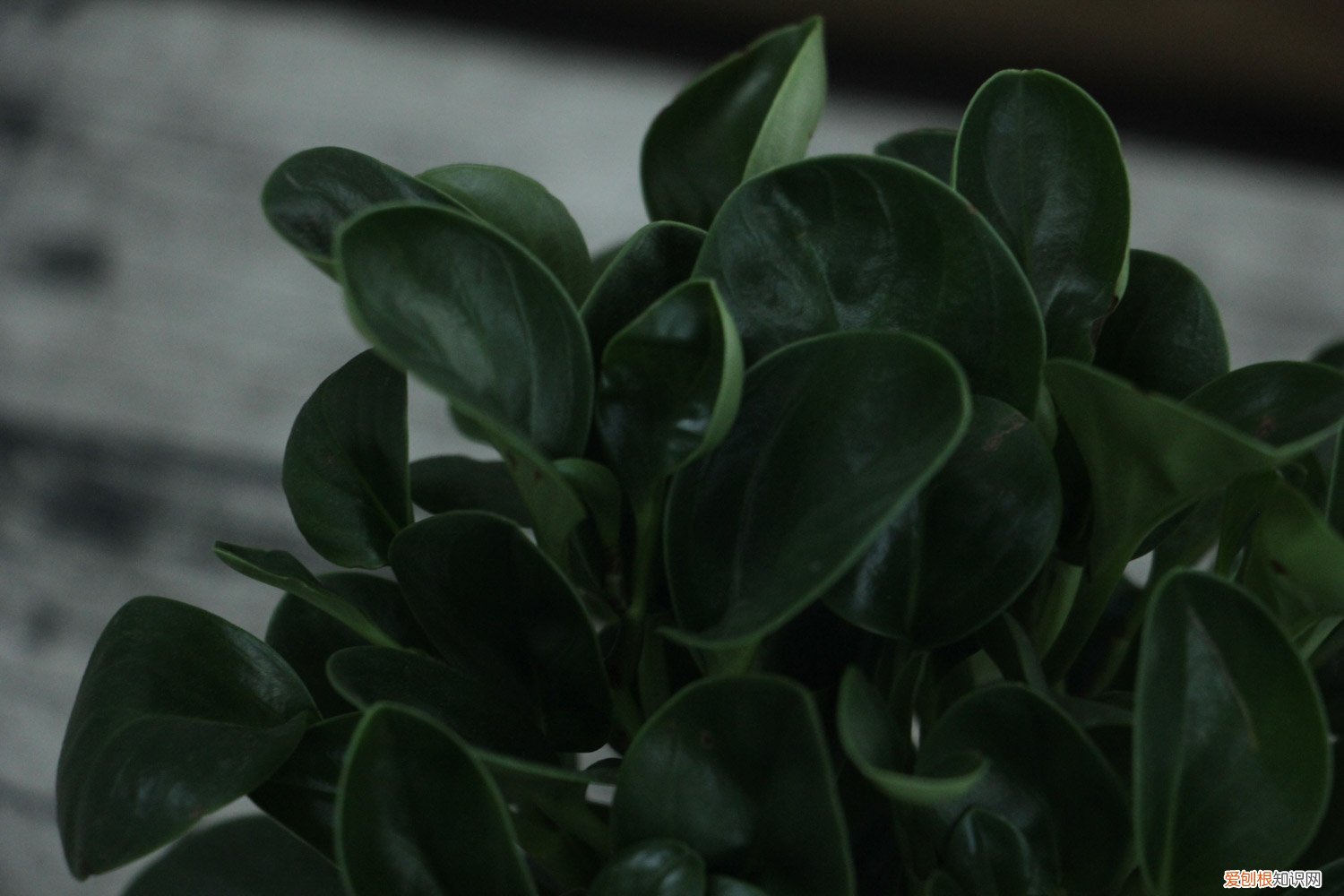 豆瓣绿缺水是什么样 豆瓣绿对水分的要求