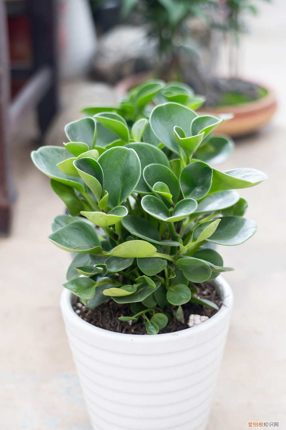 豆瓣绿缺水是什么样 豆瓣绿对水分的要求