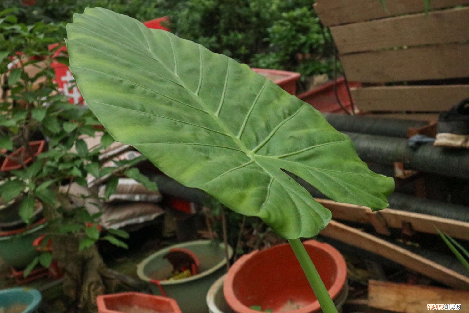 滴水观音对水分的要求是什么 滴水观音对水分的要求
