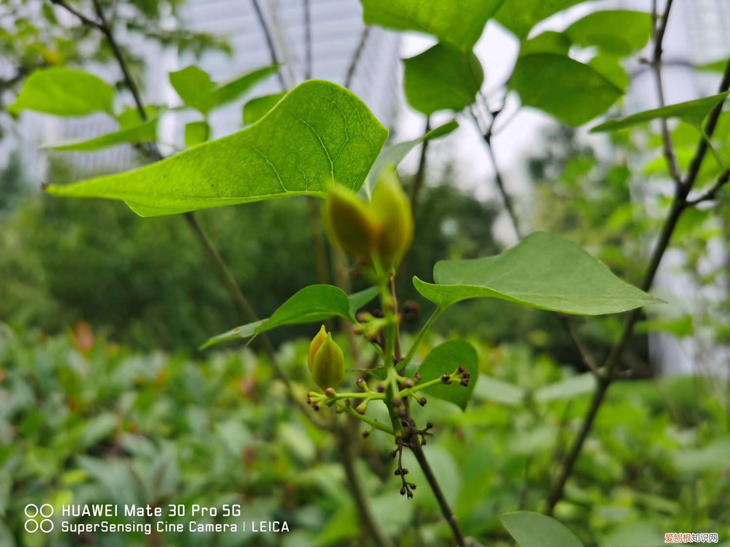 丁香对水分的要求是什么 丁香对水分的要求