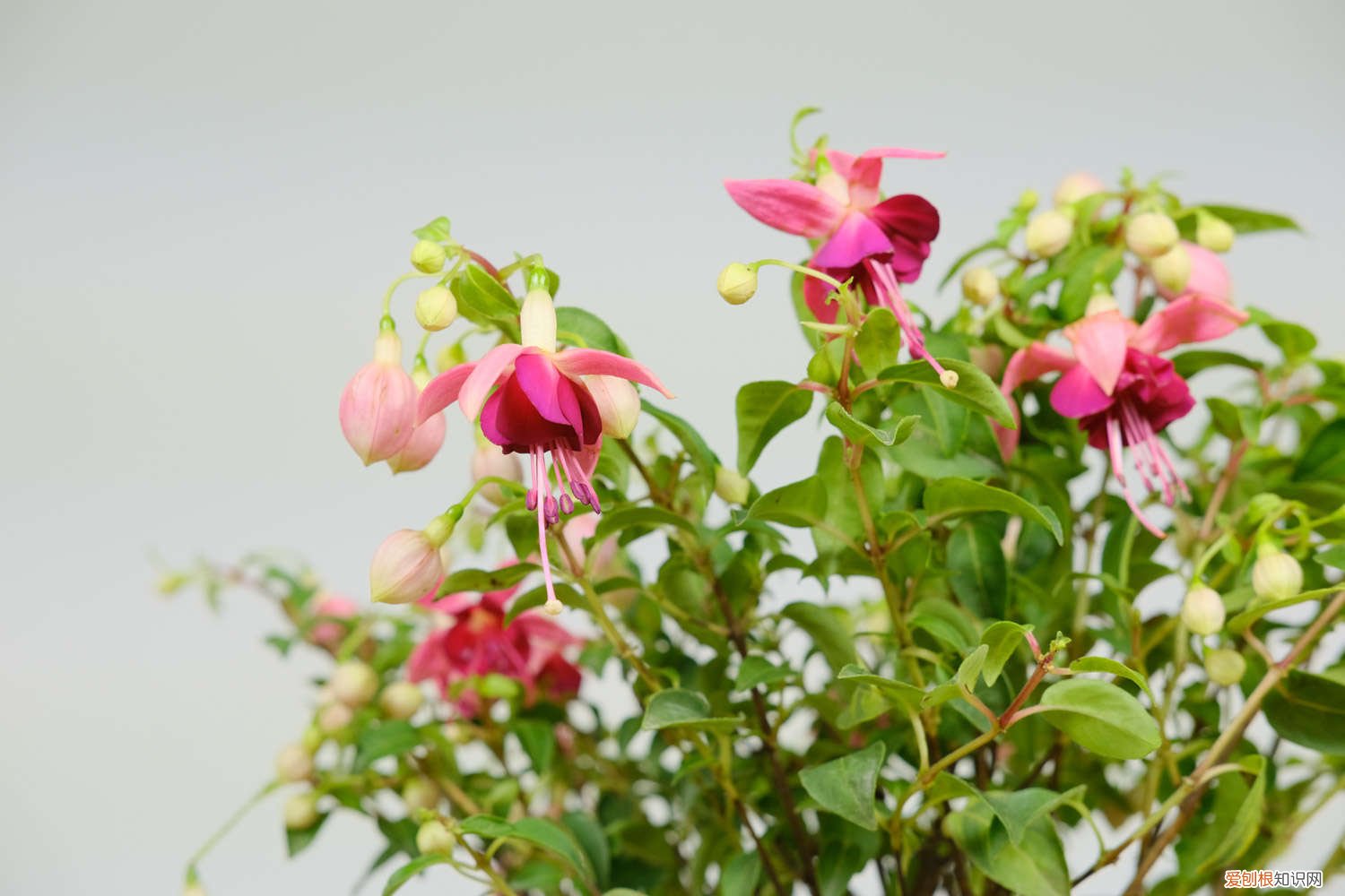 倒挂金钟水浇多了 倒挂金钟对水分的要求