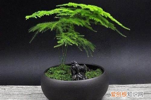 图 文竹为什么长不大 文竹长不大怎么办