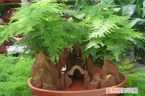 图 文竹为什么长不大 文竹长不大怎么办