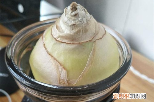 图 风信子迟迟不长根，球茎还变绿色怎么办(风信子没长茎就开花)