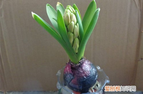 图 风信子迟迟不长根，球茎还变绿色怎么办(风信子没长茎就开花)