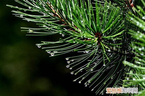 图 松树下收回来的松针,要怎么处理(松针怎么摘)