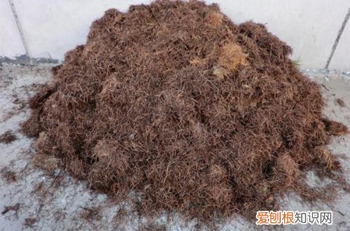 图 松树下收回来的松针,要怎么处理(松针怎么摘)