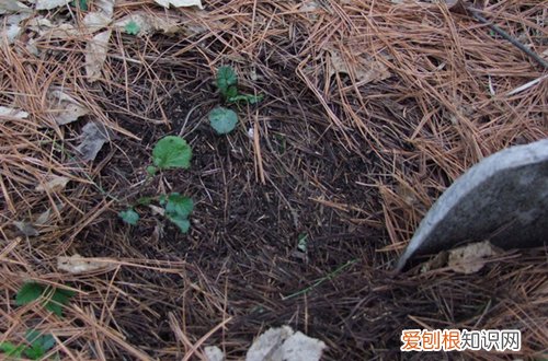 图 松树下收回来的松针,要怎么处理(松针怎么摘)