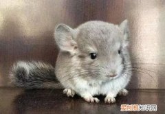 毛丝鼠认主人吗，宠物鼠认主人吗