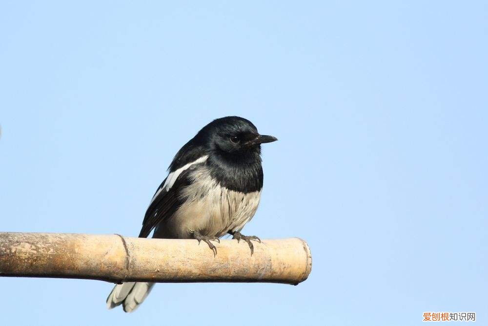 四喜鸟怎么洗澡,四喜鸟怎么训