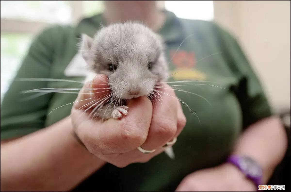 龙猫好养吗，龙猫好养吗粘人吗