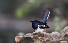 四喜鸟怎么架养，四喜鸟生鸟怎样养