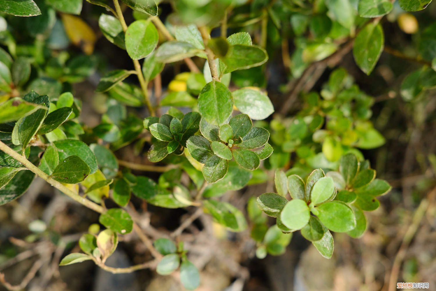 杜鹃花对空气湿度的要求 杜鹃对水分的要求