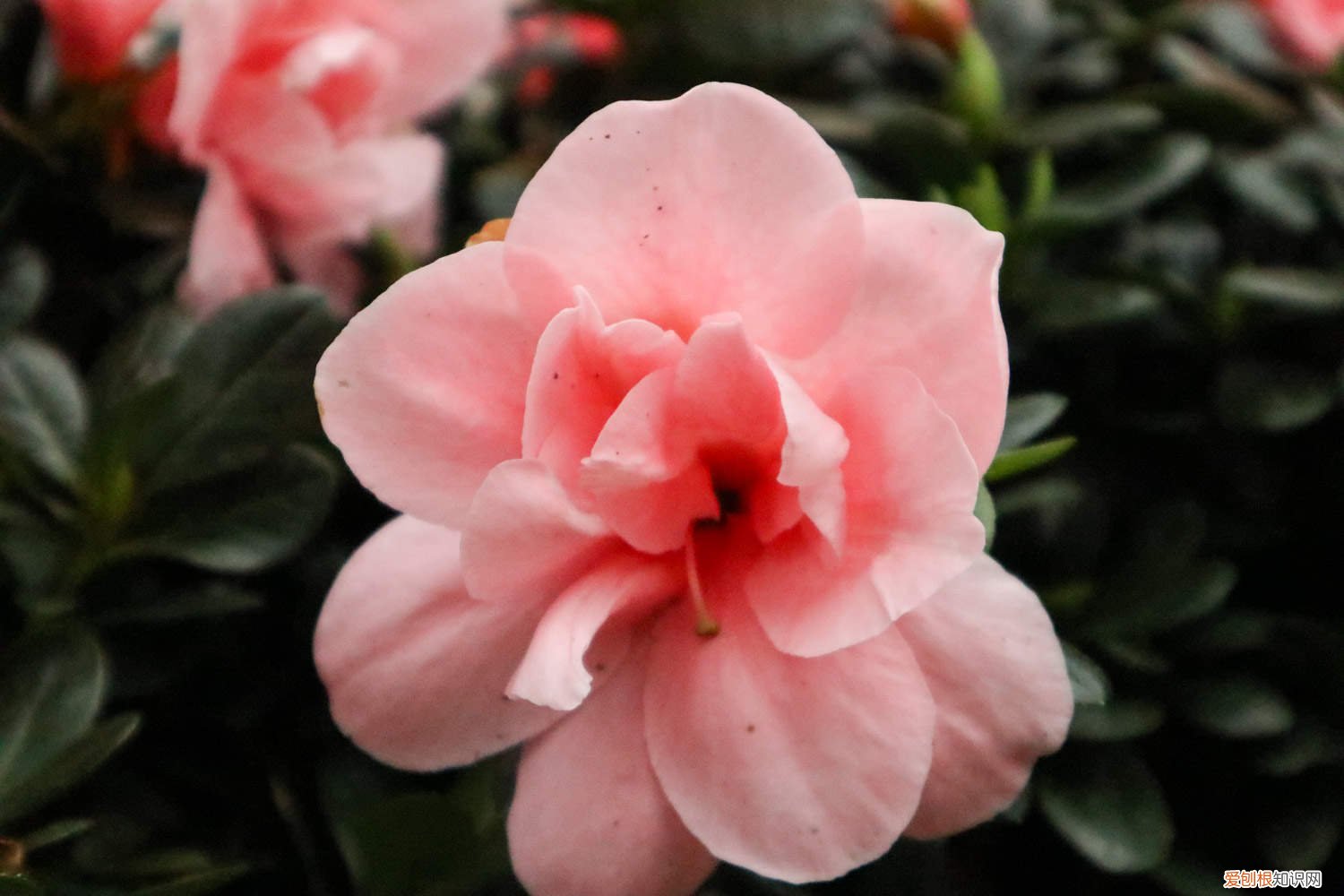 杜鹃花对空气湿度的要求 杜鹃对水分的要求