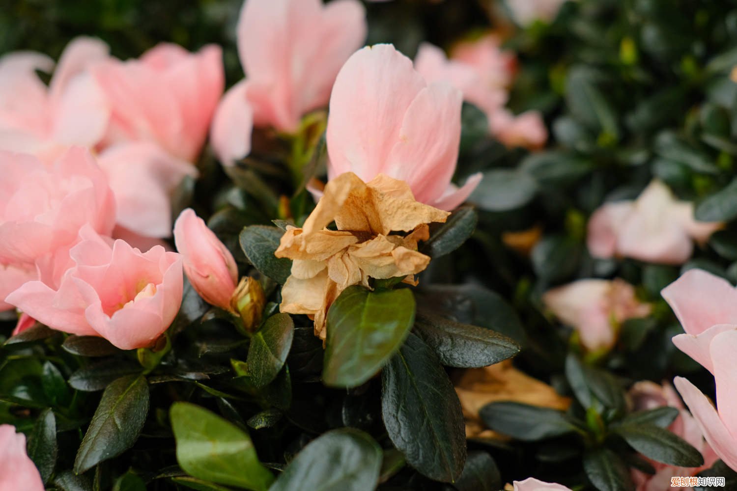 杜鹃花对空气湿度的要求 杜鹃对水分的要求