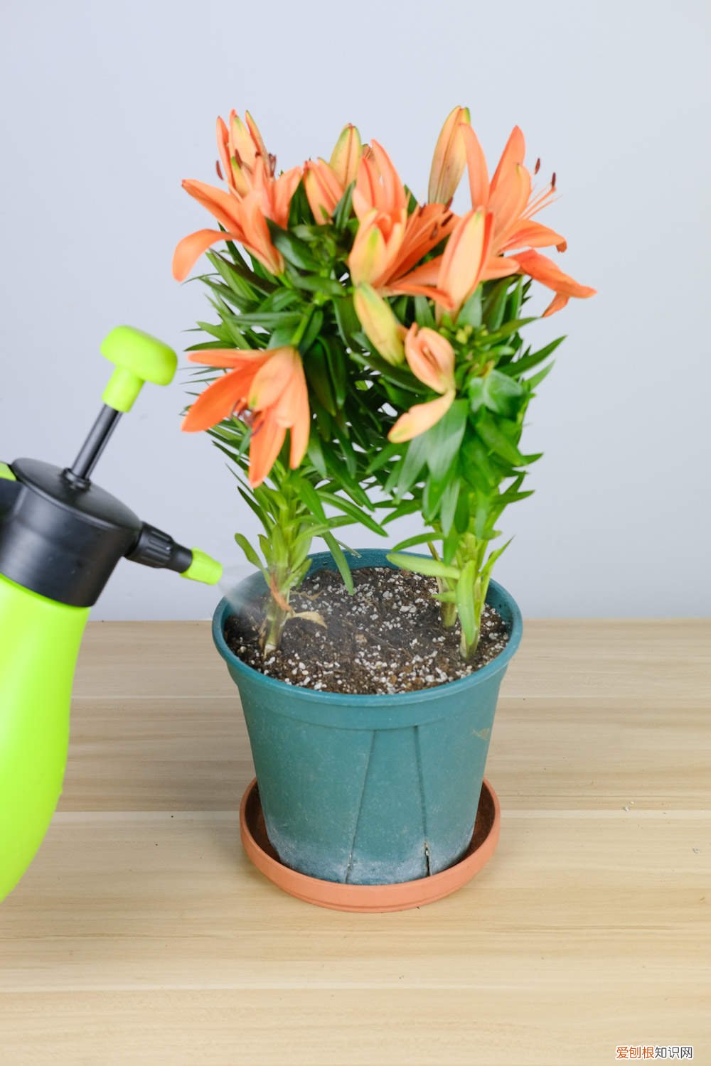 百合对水分的要求高吗 百合对水分的要求