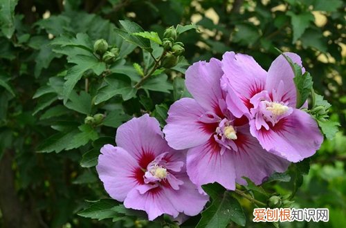 图 适合冬季养的花卉有哪些 耐寒的花卉有哪些