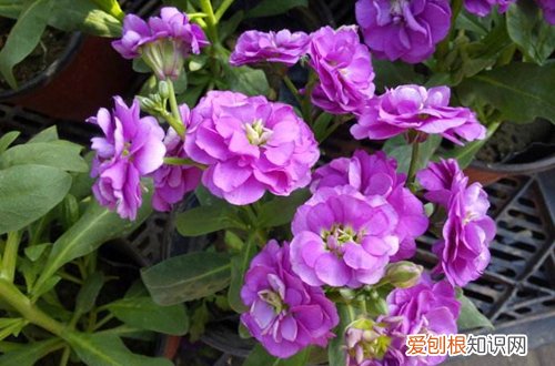 图 适合冬季养的花卉有哪些 耐寒的花卉有哪些