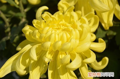 图 适合冬季养的花卉有哪些 耐寒的花卉有哪些