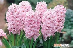 图 适合冬季养的花卉有哪些 耐寒的花卉有哪些